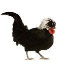 MN State Bantam Chicken
