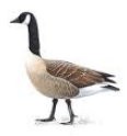 MN State Goose